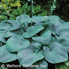 HOSTA HUMPBACK WHALE