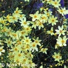 COREOPSIS VER MOONBEAM