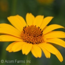 HELIOPSIS TUSCAN SUN