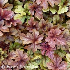 HEUCHERELLA BUTTERED RUM