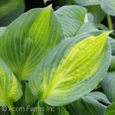 HOSTA CAPTAIN KIRK