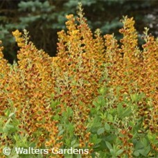 BAPTISIA HONEY ROASTED