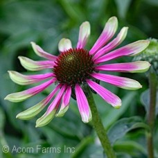 ECHINACEA GREEN TWISTER