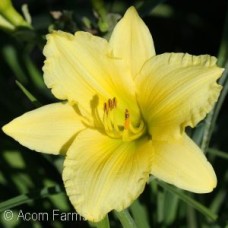 HEMEROCALLIS BIG TIME HAPPY