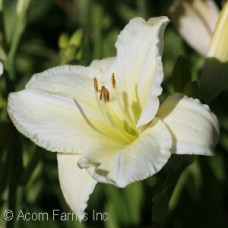 HEMEROCALLIS JOAN SENIOR