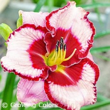 HEMEROCALLIS LIES AND LIPSTICK