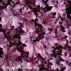 HEUCHERA FOREVER PURPLE