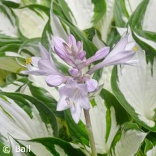 HOSTA AMAZONE