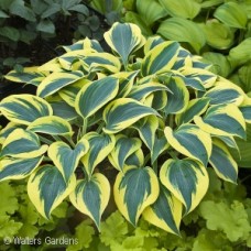 HOSTA AUTUMN FROST