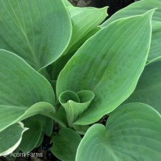 HOSTA OLIVE BAILEY LANGDON