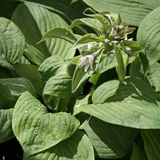 HOSTA T-REX