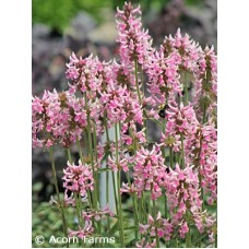 STACHYS PINK COTTON CANDY