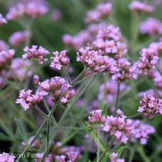 VERBENA BON LOLLIPOP