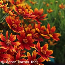 COREOPSIS VER BROAD STREET