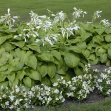 HOSTA PLANTAGINEA GRANDIFLORA