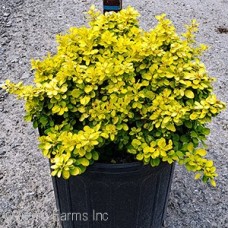 BERBERIS THU BONANZA GOLD