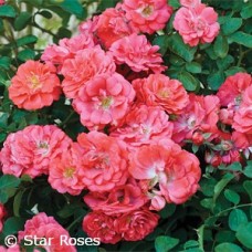 ROSA DRIFT CORAL GC