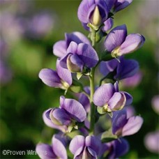 BAPTISIA BLUEBERRY SUNDAE