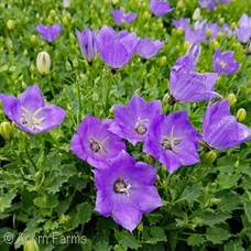 CAMPANULA CAR RAPIDO BLUE