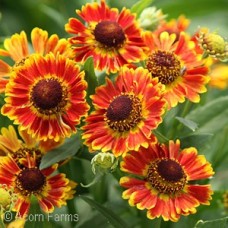 HELENIUM AUT FUEGO