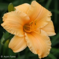 HEMEROCALLIS APRICOT SPARKLES