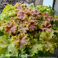 HEUCHERA APPLE TWIST