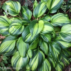 HOSTA RAINBOWS END