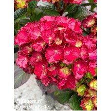 HYDRANGEA MAC CHERRY-GO-ROUND