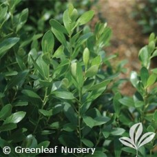 ILEX GLABRA NORDIC