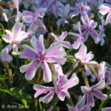 PHLOX SUB CANDY STRIPE