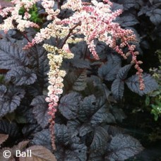 ASTILBE CHOCOLATE SHOGUN