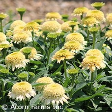 ECHINACEA BUTTER PECAN