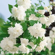 PHILADELPHUS BUCKLEYS QUILL