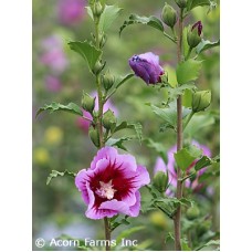 HIBISCUS SYR PURPLE PILLAR