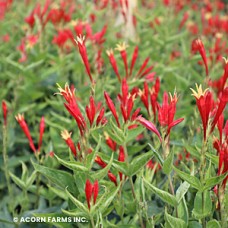 SPIGELIA RAGIN CAJUN