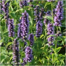 AGASTACHE BLACK ADDER