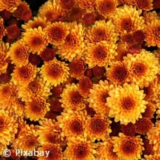 CHRYSANTHEMUM ORANGE