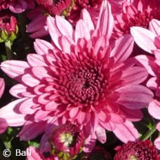 CHRYSANTHEMUM PINK