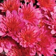 CHRYSANTHEMUM PINK FRENZY