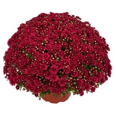 CHRYSANTHEMUM WANDA RED