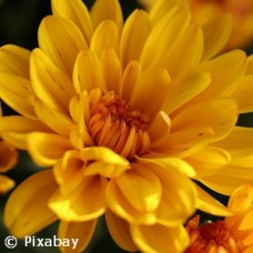 CHRYSANTHEMUM YELLOW