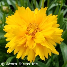 COREOPSIS DOUBLE THE SUN