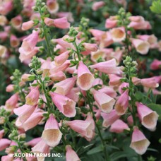 DIGITALIS ARCTIC FOX ROSE