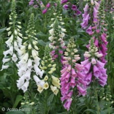 DIGITALIS PUR FOXY