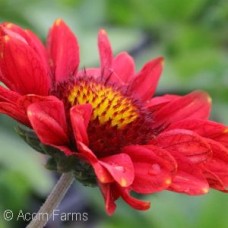 GAILLARDIA ARIZONA RED SHADES