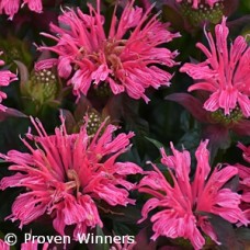 MONARDA PARDON MY ROSE