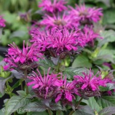 MONARDA ROCKIN RASPBERRY