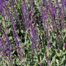 SALVIA NEM CARADONNA