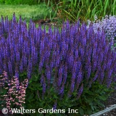 SALVIA NEM VIOLET RIOT