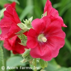 ALCEA MARS MAGIC